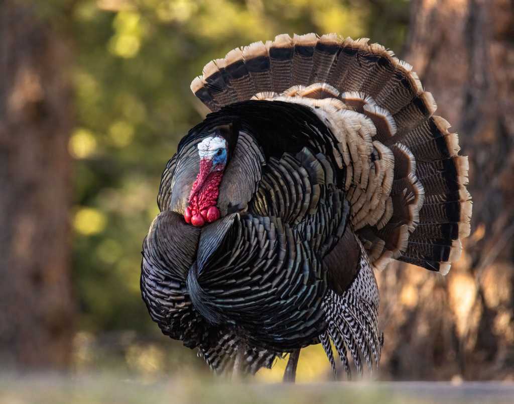 Merriams turkey (Meleagris gallopavo) in full strut display for hens Colorado, USA. Thanksgiving turkey.